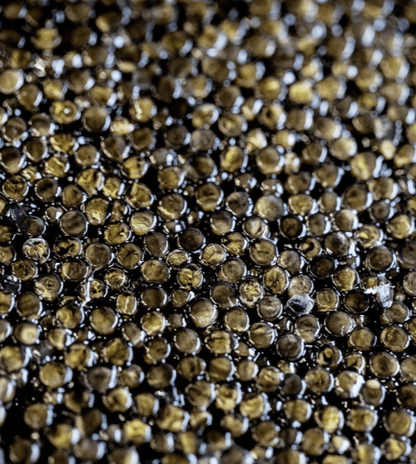 Primo piano grani di Caviale Caviar Giaveri
